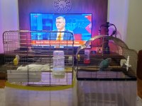 6 İle 8 Aylık Kar Beyazı Sultan Papağanı