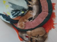 British Shorthair Kedisi Yavrular