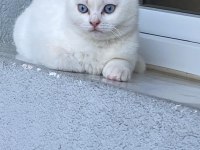 Güzeller Güzeli British Shorthair