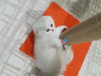 0 kulak silver renk scottish fold erkek yavru