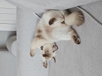 British Shorthair Çikolata Point