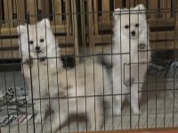 Pomeranian Teddy Bear