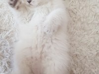 British Shorthair Sağlıklı Eğitimli Yavrular Yeni Yuvasını Arıyor