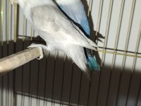 1.5-2 Yaşında Çift Mutasyonlu Cennet Papağanı