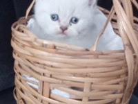 Mavi göz kedimiz sahiplendirilir