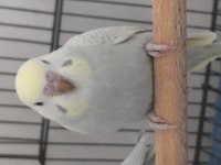 Yavru Ele Alıştırmalık Rainbow Muhabbet Kuşu