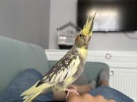 Eli alışık takım sultan papağanları