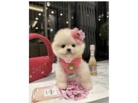 Pomeranian yavruları