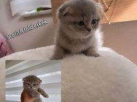 Scottish Fold Ve Scottish Straight