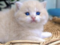 Lilac golden british shorthair