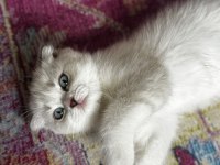 Scottish Fold Boncuğumuza Yuva Arıyoruz