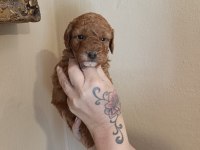 Harika Poodle Minikler