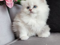 Maviş British Longhair Prens