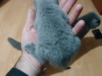 Safkan Scottish Fold Yavruları
