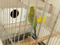 Yumurtalı çift sağlam kan muhabbet kuşu