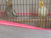 2 yaşında çift sultan papağanı