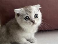 Scottish british yavrular