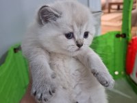 Full Şecereli Babadan Pamuk Scottish Straight Kız