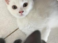 British Beyaz Erkek Kedimiz