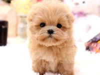 Maltipoo bebekler yeni yuvalarına hazır