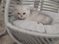 60 Günlük Scottish Fold Bebiş
