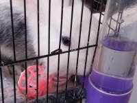 On Aylık Erkek Evcil Tavşan Kafesi Tüm Malzemeleri Vardır. Çift Katlı Kafes 3 Parça