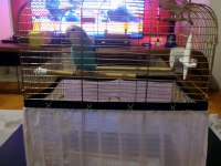 6 İle 8 Aylık Kar Beyazı Sultan Papağanı