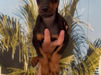 Irk Ve Sağlık Garantili Doberman Yavrular