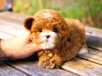 Toy Poodle Yavru (Ücretsiz Değildir)