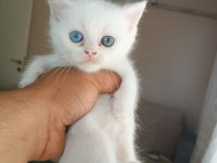 İki adet yavru kedimiz sahiplenme yapılacaktir