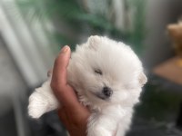 Üst sekmen sağlık ırk garantili pomeranian yavrular