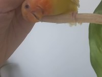 Evcil Isırmayan Sevda Papağanı Yavrusu