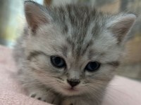 British Shorthair 1,5 Aylık