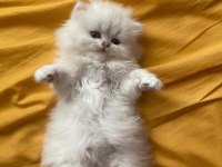 Orjinal British Longhair Erkek