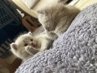 British Shorthair Lilac