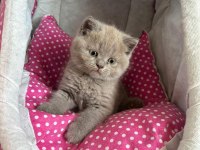 Ayı surat british shorthair yavrularımız