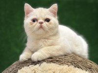 Safkan Exotic Shorthair Yavrumuz