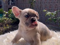 Egzotik french bulldog yavrularım harika renkler ve anatomiler