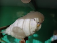 Jumbo albino kırmızı göz muhabbet kuşu