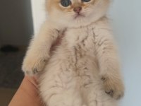 Ny11 Golden British Shorthair Erkek Bebek