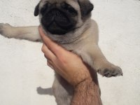 Kaliteli Pug Yavru İsteyene Yardımcı Olurum