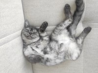 British 2 yavrumuzu sahiplendiriyoruz