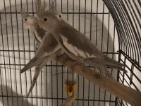 Yavru sultan papağanları 4-5 aylık