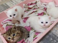 British Shorthair Kardeşler Yuva Arıyor