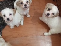 Acil satılık köpekler