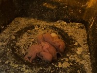 Yeni Muhabbet Kuşu Yavruları