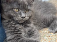 Saf Maine Coon Yavru