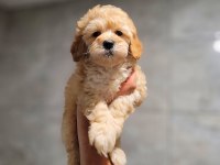 Safkan maltipoo yavruları