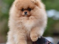 Pomeranian Boo Yavru Köpekler