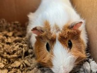 Rengarenk Çok Tatlı Ginepig Yavrular